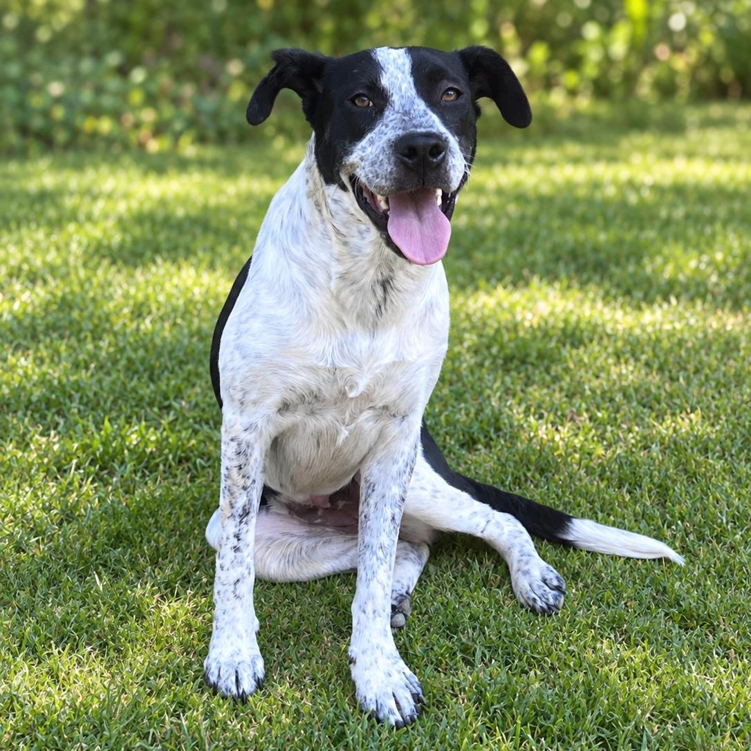 Enlarge Mandi, a Adoptable mixed breed in Medfield, MA image 3/4