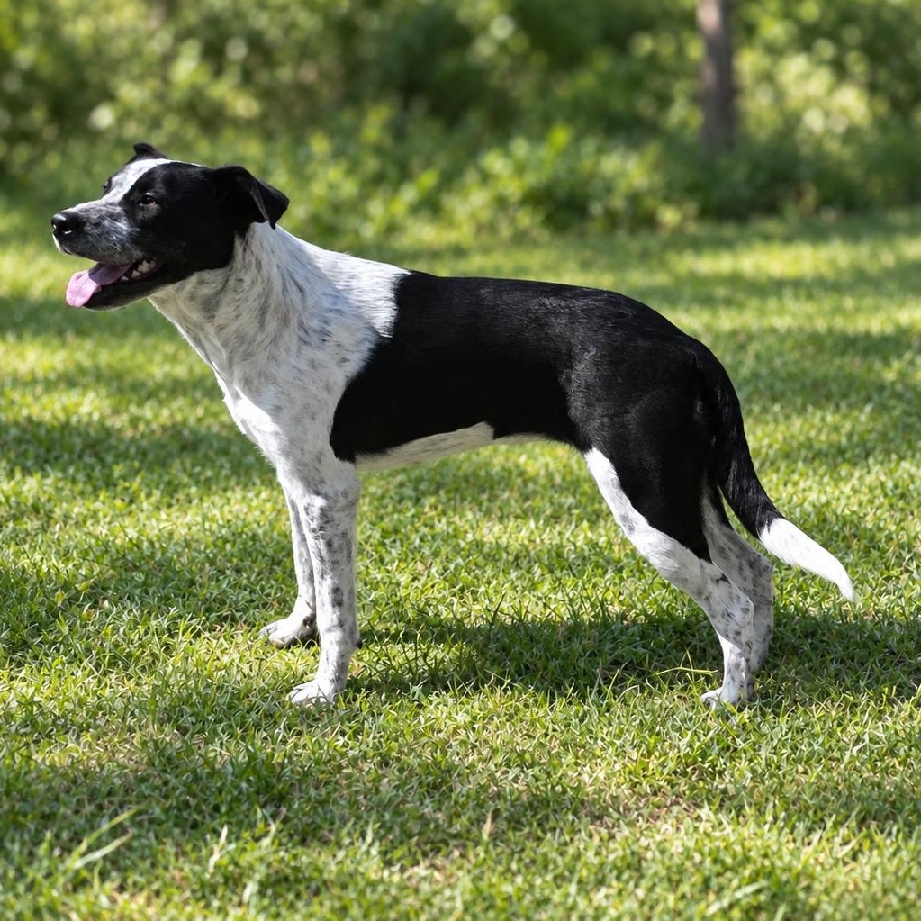 Enlarge Mandi, a Adoptable mixed breed in Medfield, MA image 2/4