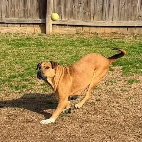 Enlarge Sol, a Adoptable mixed breed in Austin, AR image 2/4