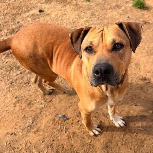 Enlarge Sol, a Adoptable mixed breed in Austin, AR image 1/4