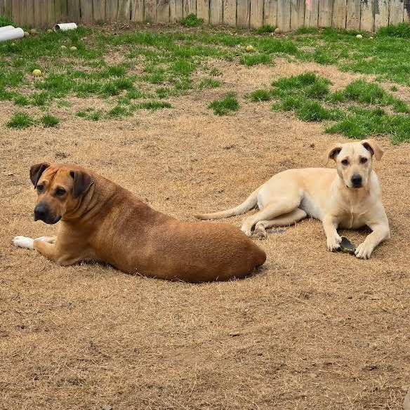 Enlarge Sol, a Adoptable mixed breed in Austin, AR image 4/4
