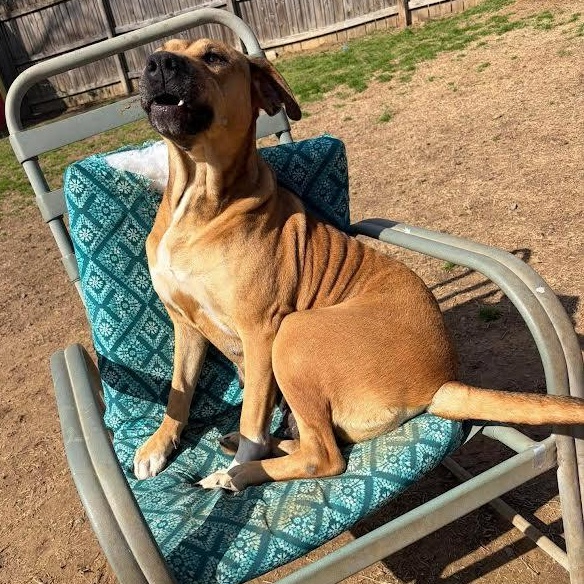 Enlarge Sol, a Adoptable mixed breed in Austin, AR image 3/4