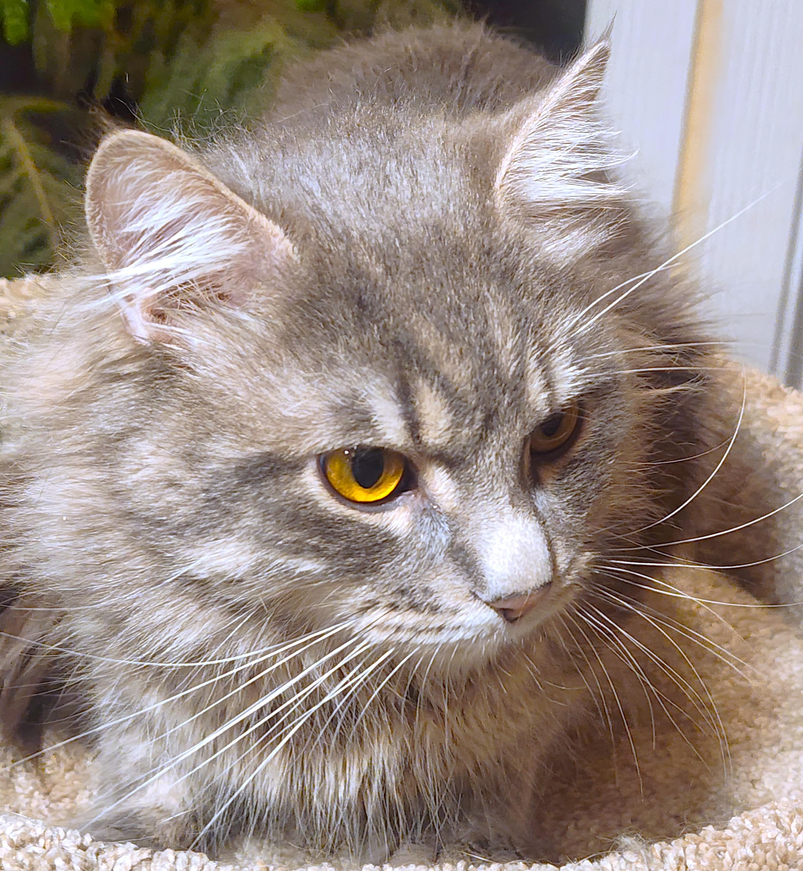 Enlarge MR. BLUE SKY - MAGNIFICENT MAINE COON!, an adopted Maine Coon in Danbury, CT image 2/6