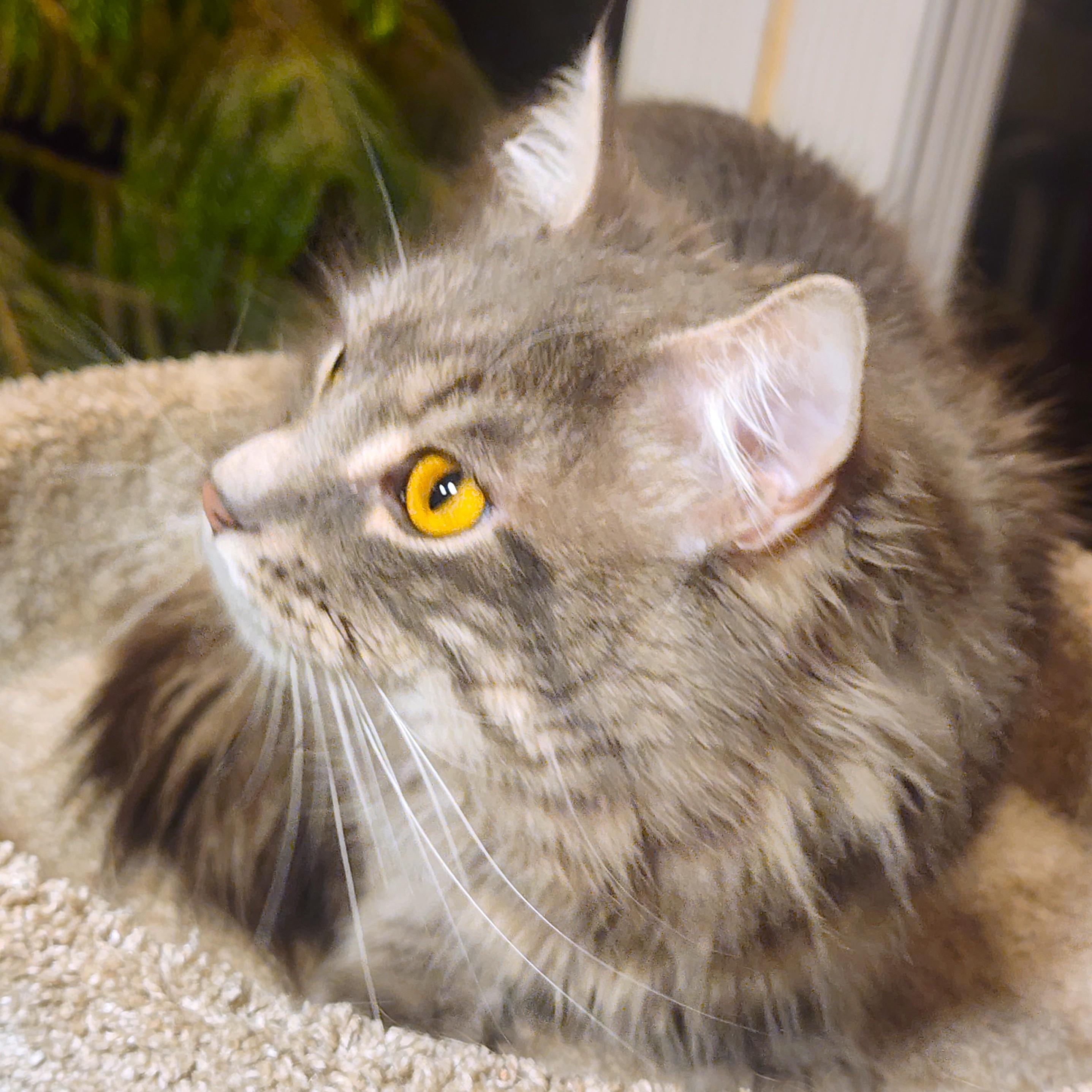 MR. BLUE SKY - MAGNIFICENT MAINE COON!, adopted, Young Male Maine Coon.