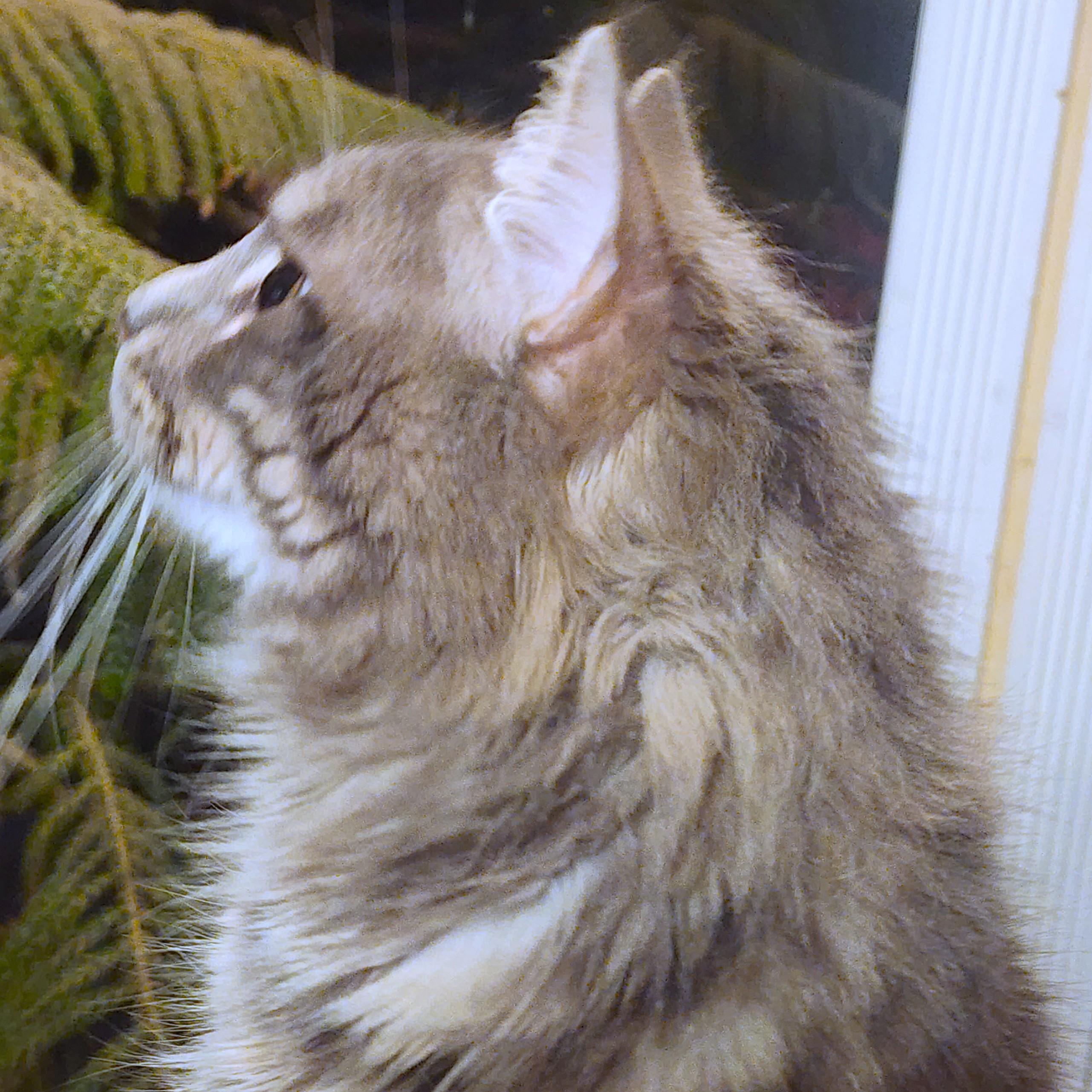 Enlarge MR. BLUE SKY - MAGNIFICENT MAINE COON!, an adopted Maine Coon in Danbury, CT image 4/6