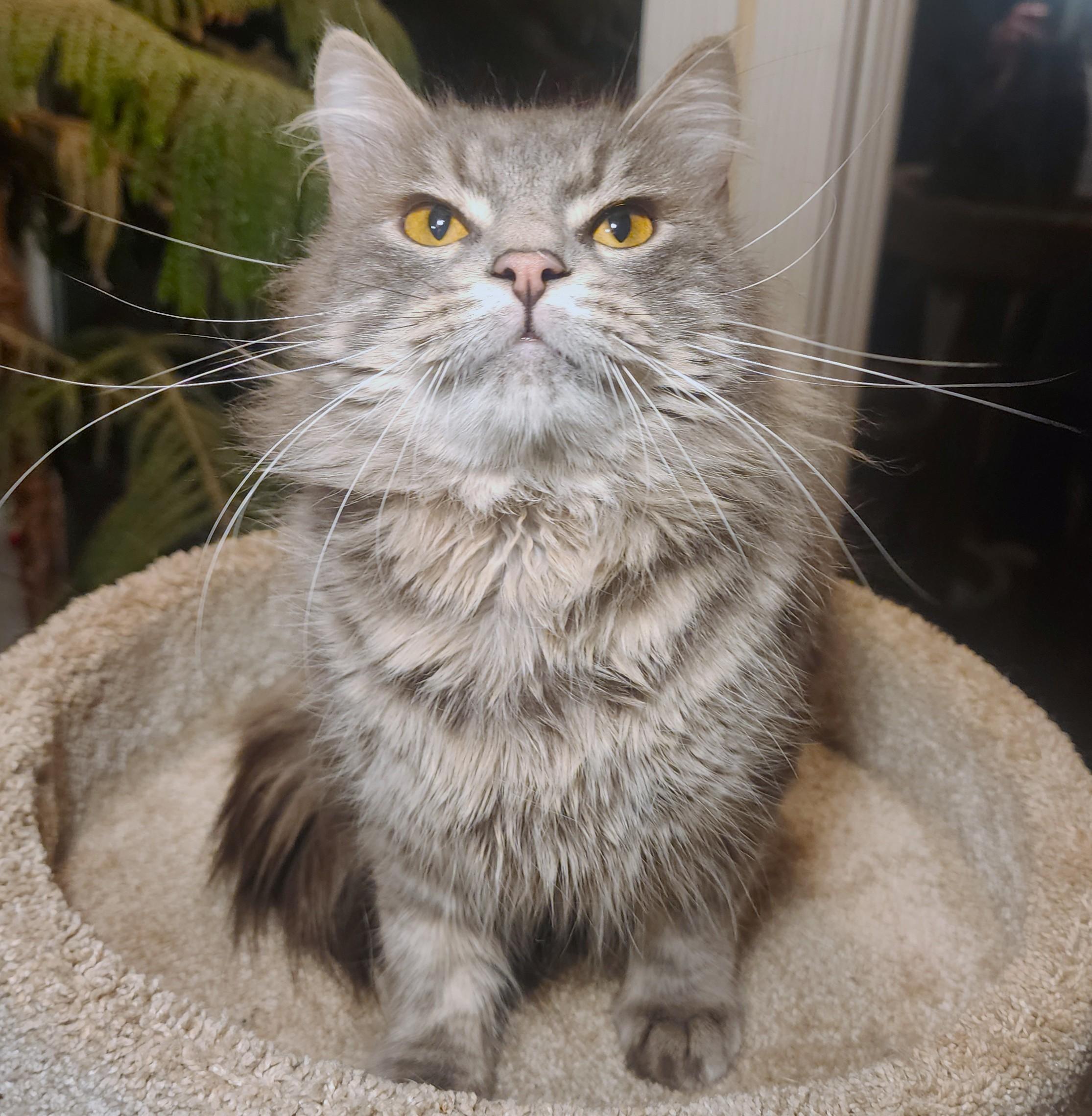Enlarge MR. BLUE SKY - MAGNIFICENT MAINE COON!, an adopted Maine Coon in Danbury, CT image 6/6