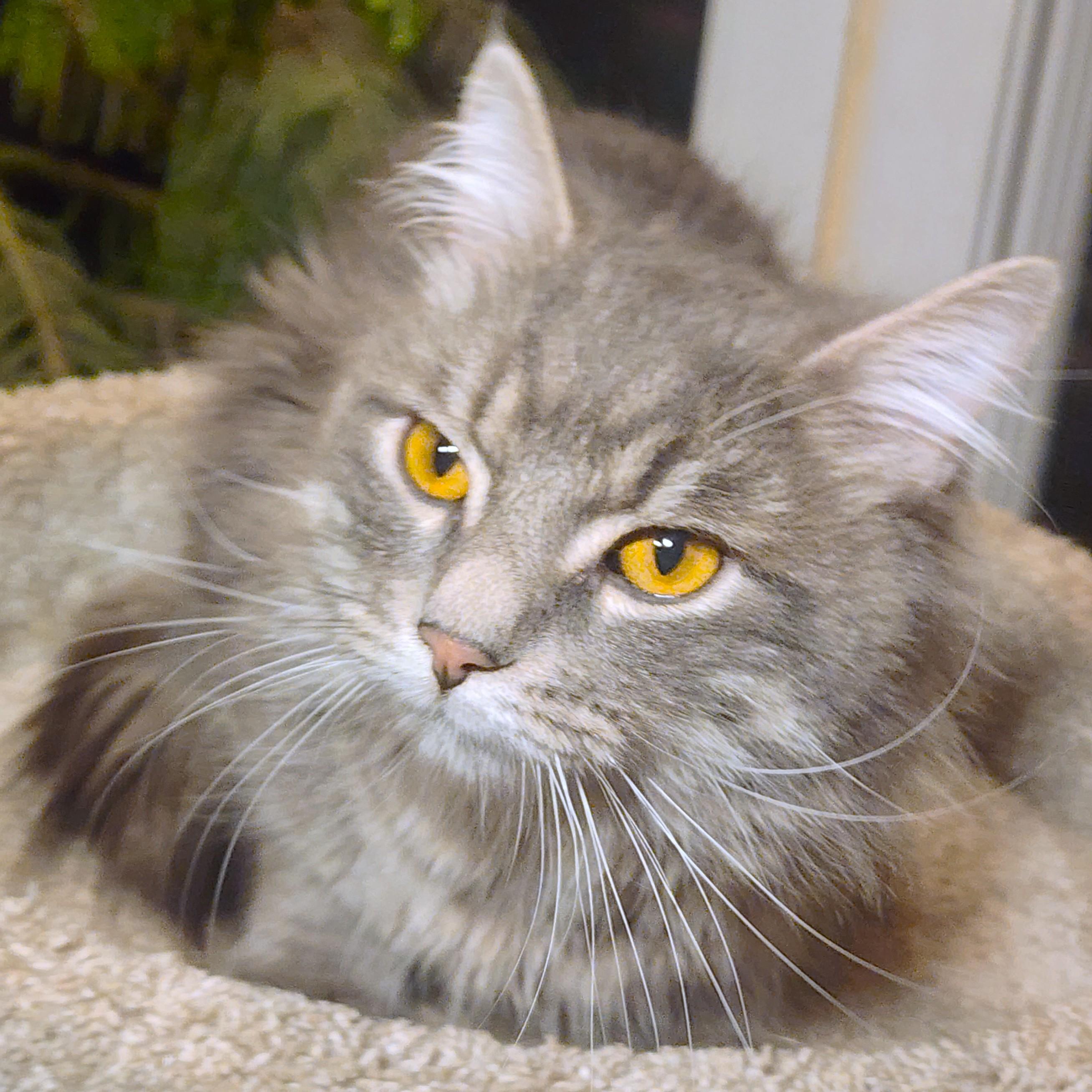 Enlarge MR. BLUE SKY - MAGNIFICENT MAINE COON!, an adopted Maine Coon in Danbury, CT image 3/6