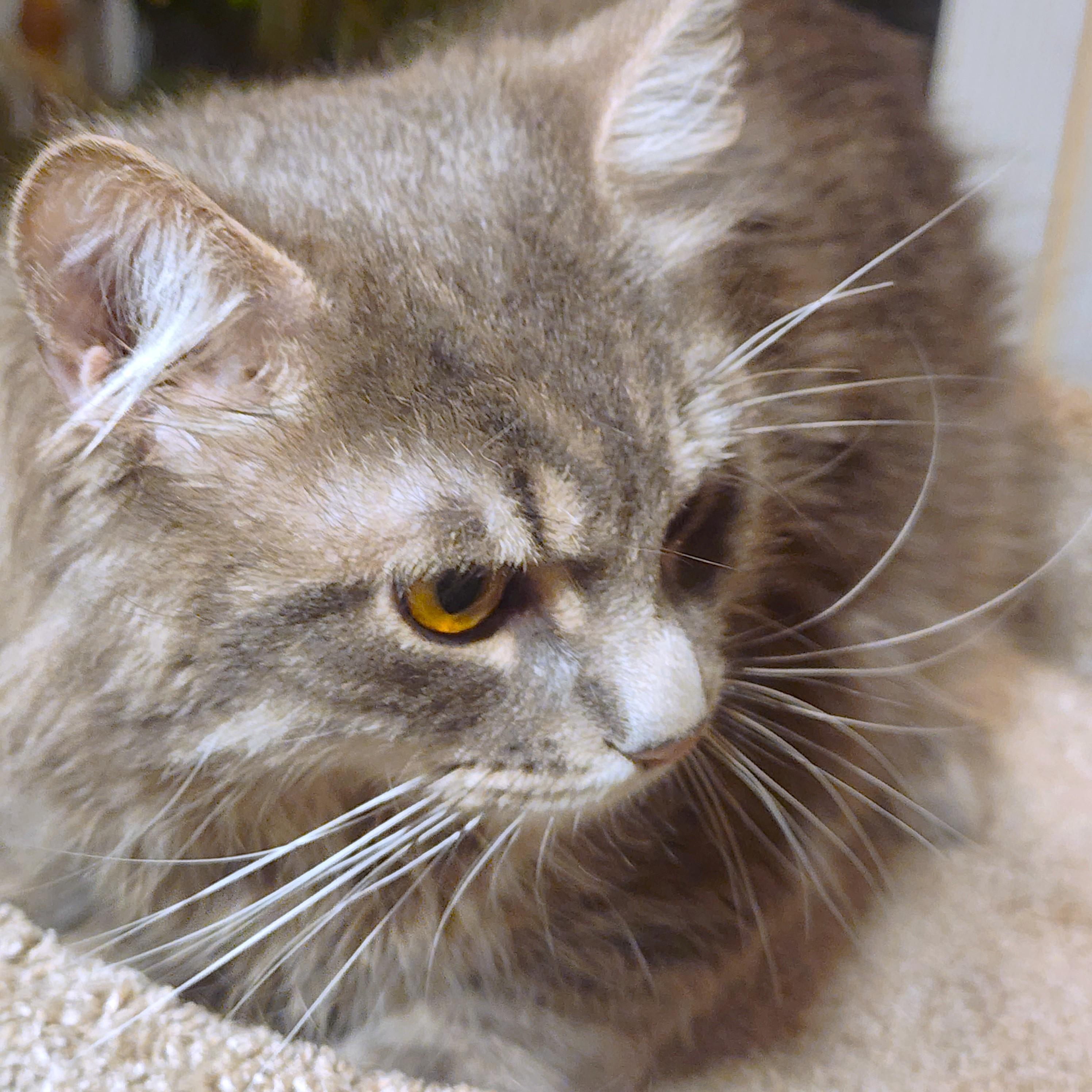 Enlarge MR. BLUE SKY - MAGNIFICENT MAINE COON!, an adopted Maine Coon in Danbury, CT image 5/6