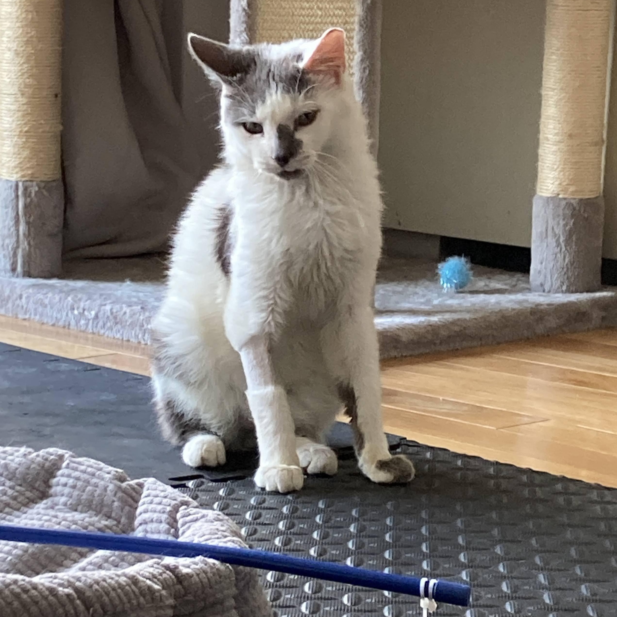 Mr. Smirk, a Adoptable mixed breed in Hyattsville, MD image 6/6
