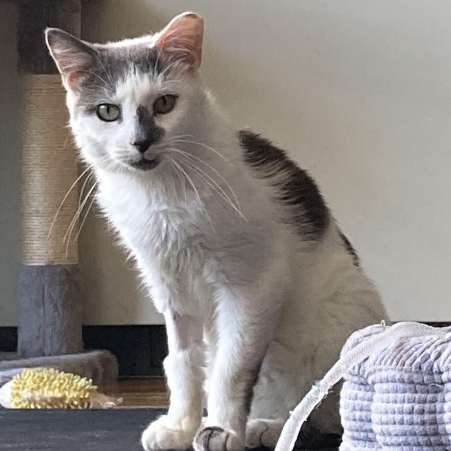 Mr. Smirk, a Adoptable mixed breed in Hyattsville, MD image 1/6