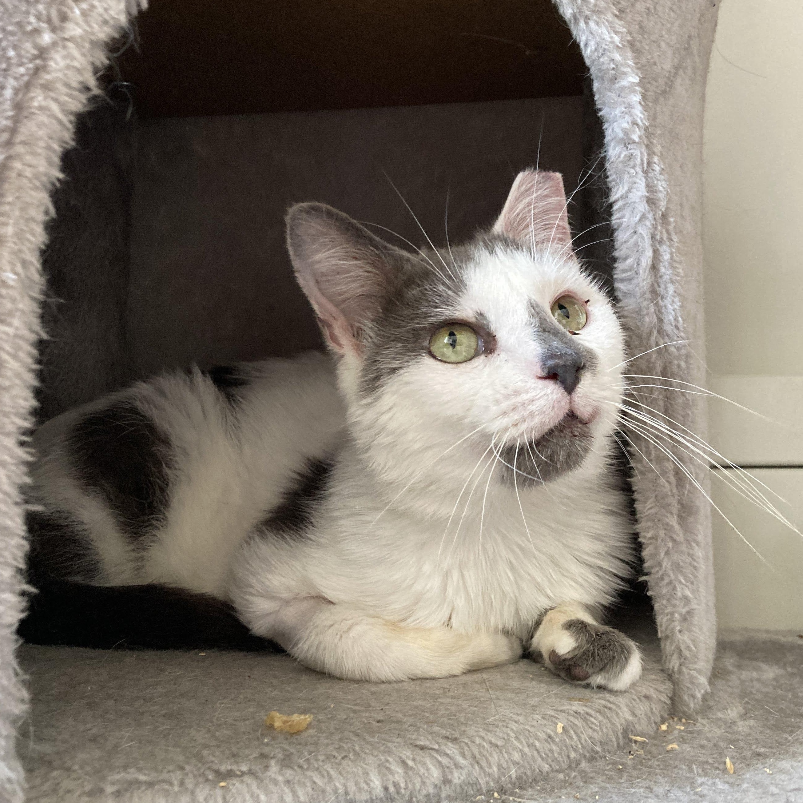 Mr. Smirk, Adoptable, Adult Male Domestic Short Hair & Russian Blue.