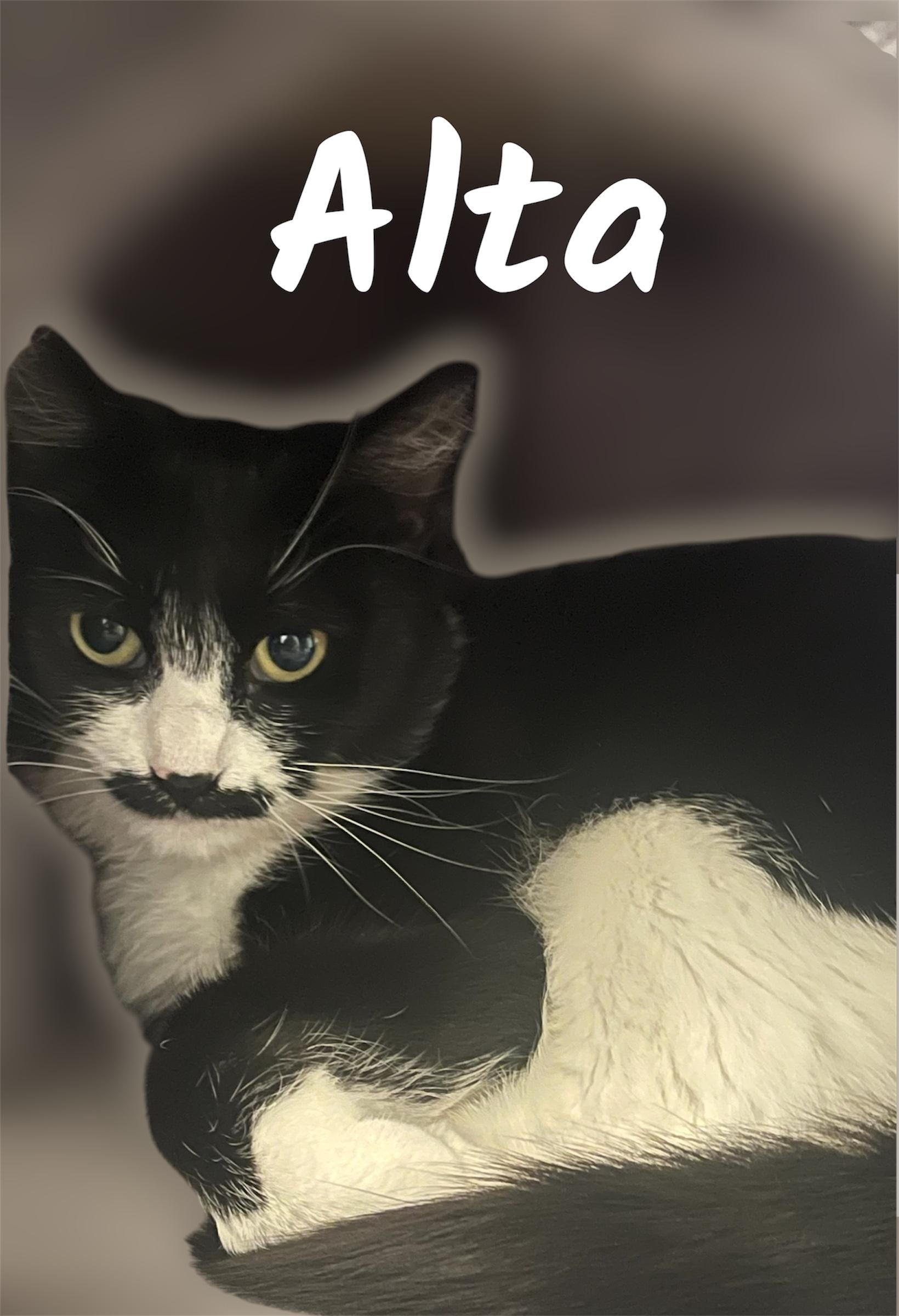 Alta, ADOPTABLE, Adult Female Domestic Short Hair.