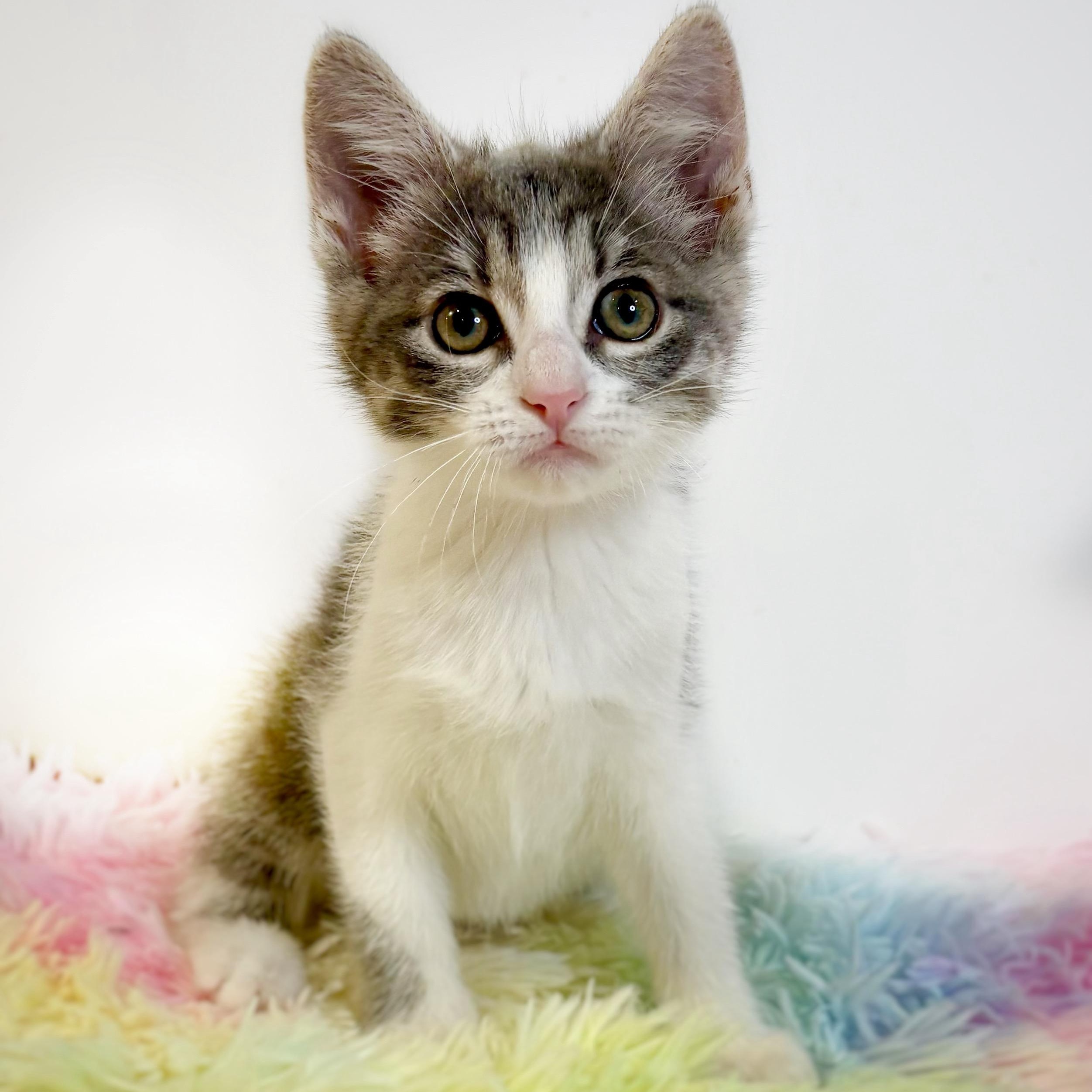 Pimento (In Foster), ADOPTABLE, Kitten Female Domestic Short Hair.