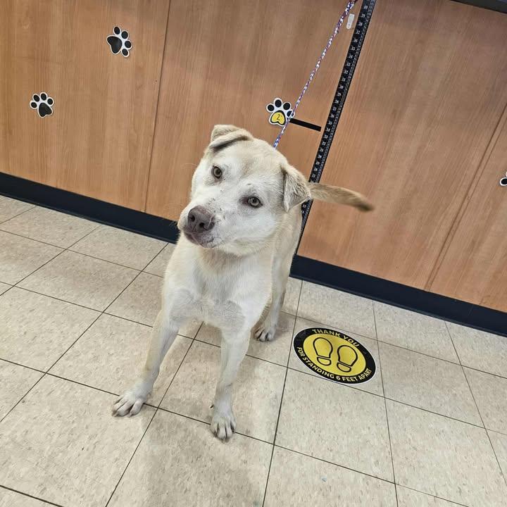 Rosco, Adoptable, Adult Male Husky.