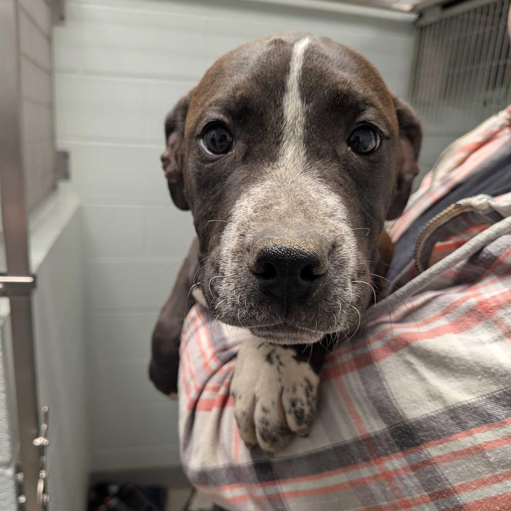 Enlarge Glitter, a Adoptable Mixed Breed in Hendersonville, NC image 1/3