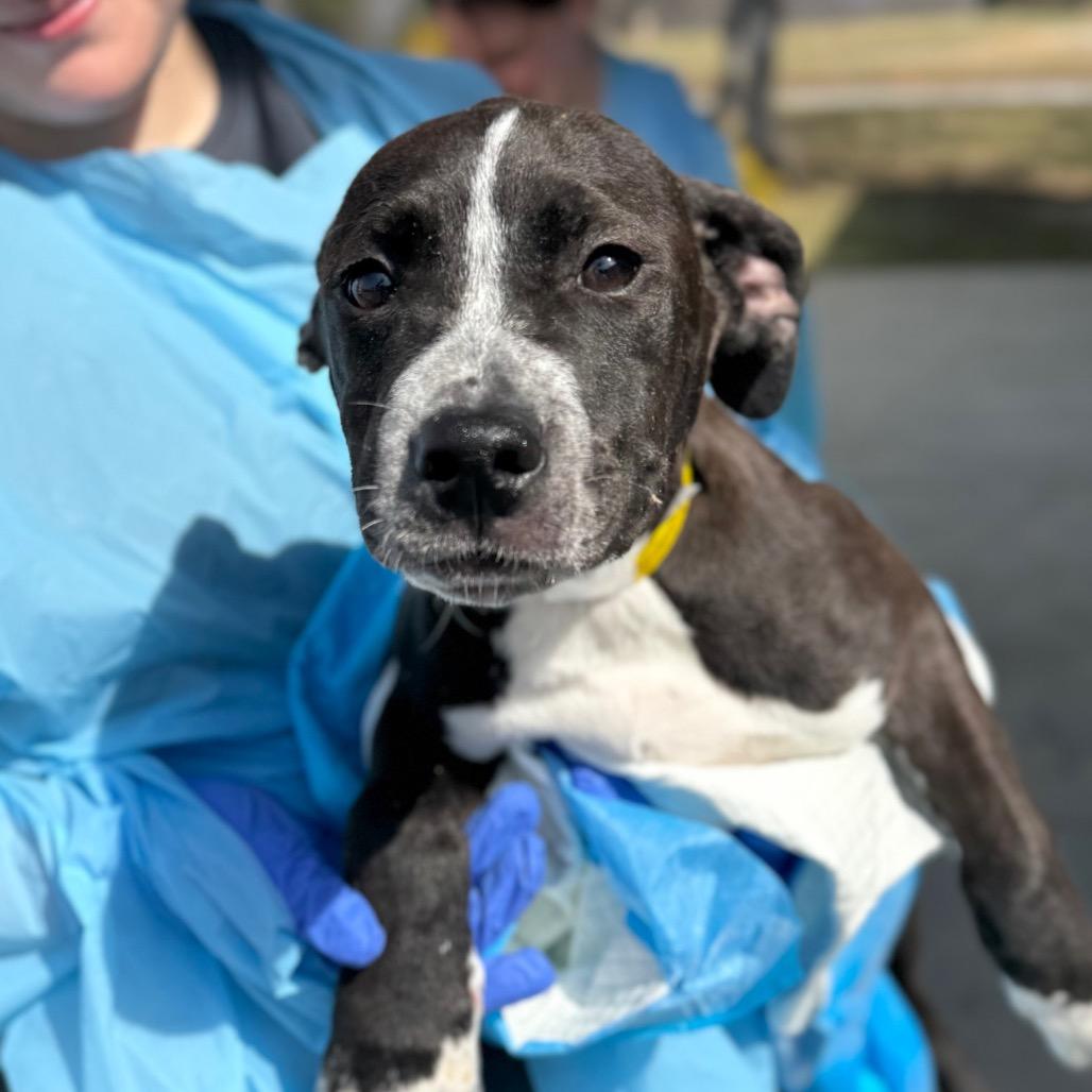 Enlarge Glitter, a Adoptable Mixed Breed in Hendersonville, NC image 2/3