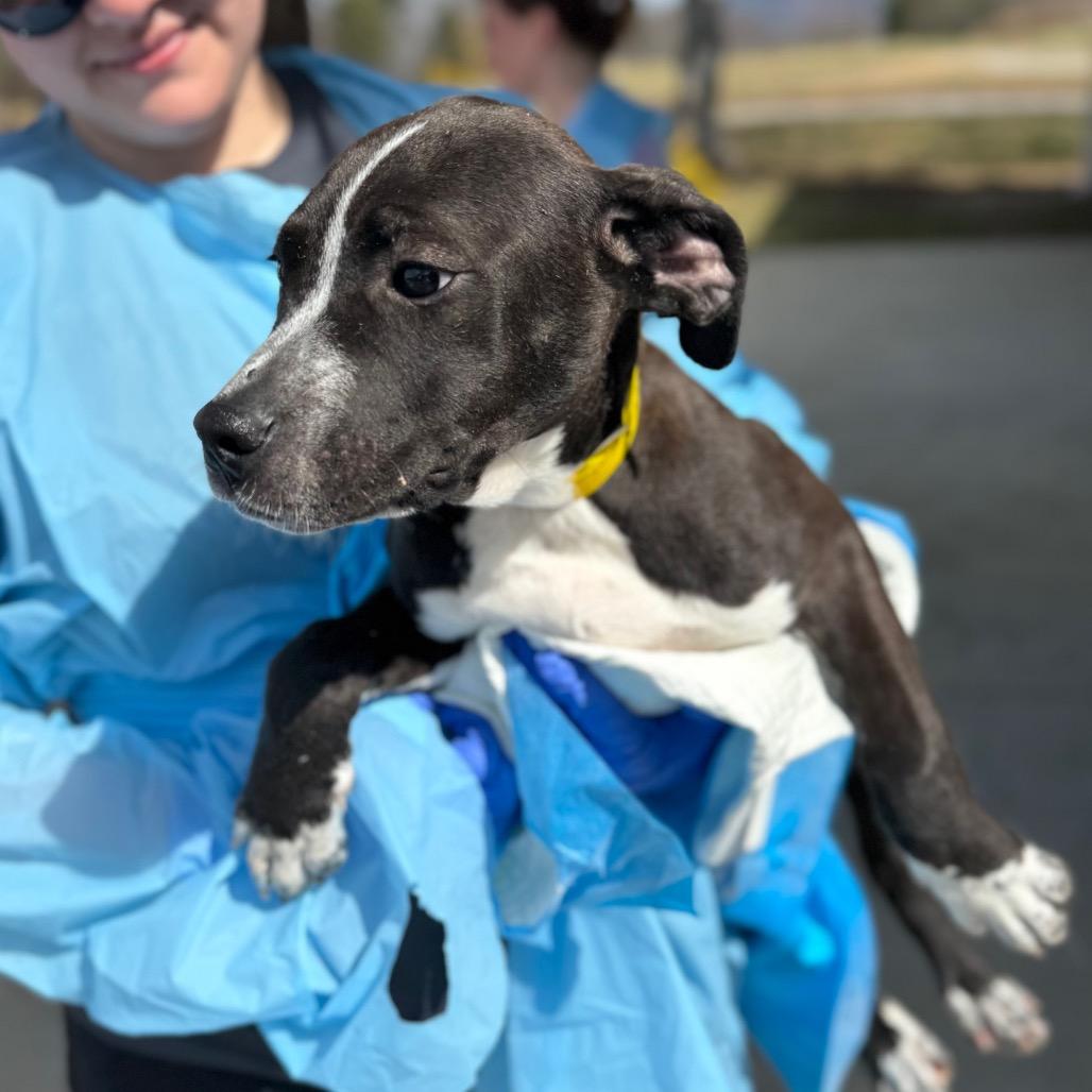 Enlarge Glitter, a Adoptable Mixed Breed in Hendersonville, NC image 3/3
