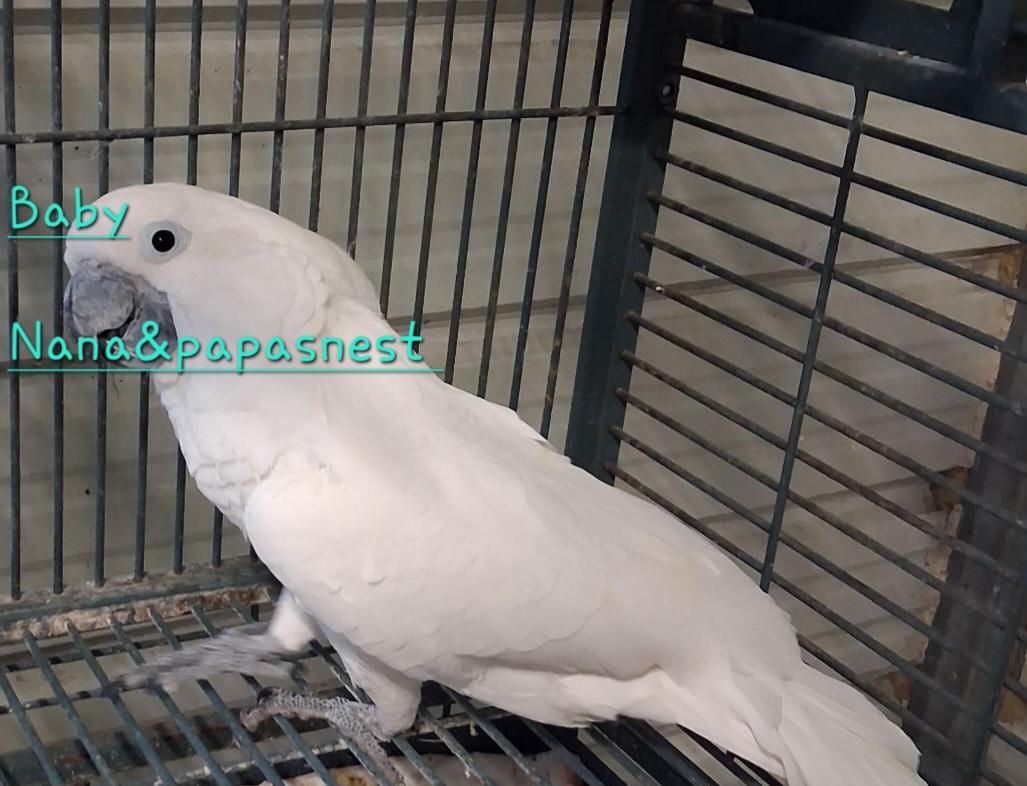 Baby, ADOPTABLE, Adult Female Cockatoo.