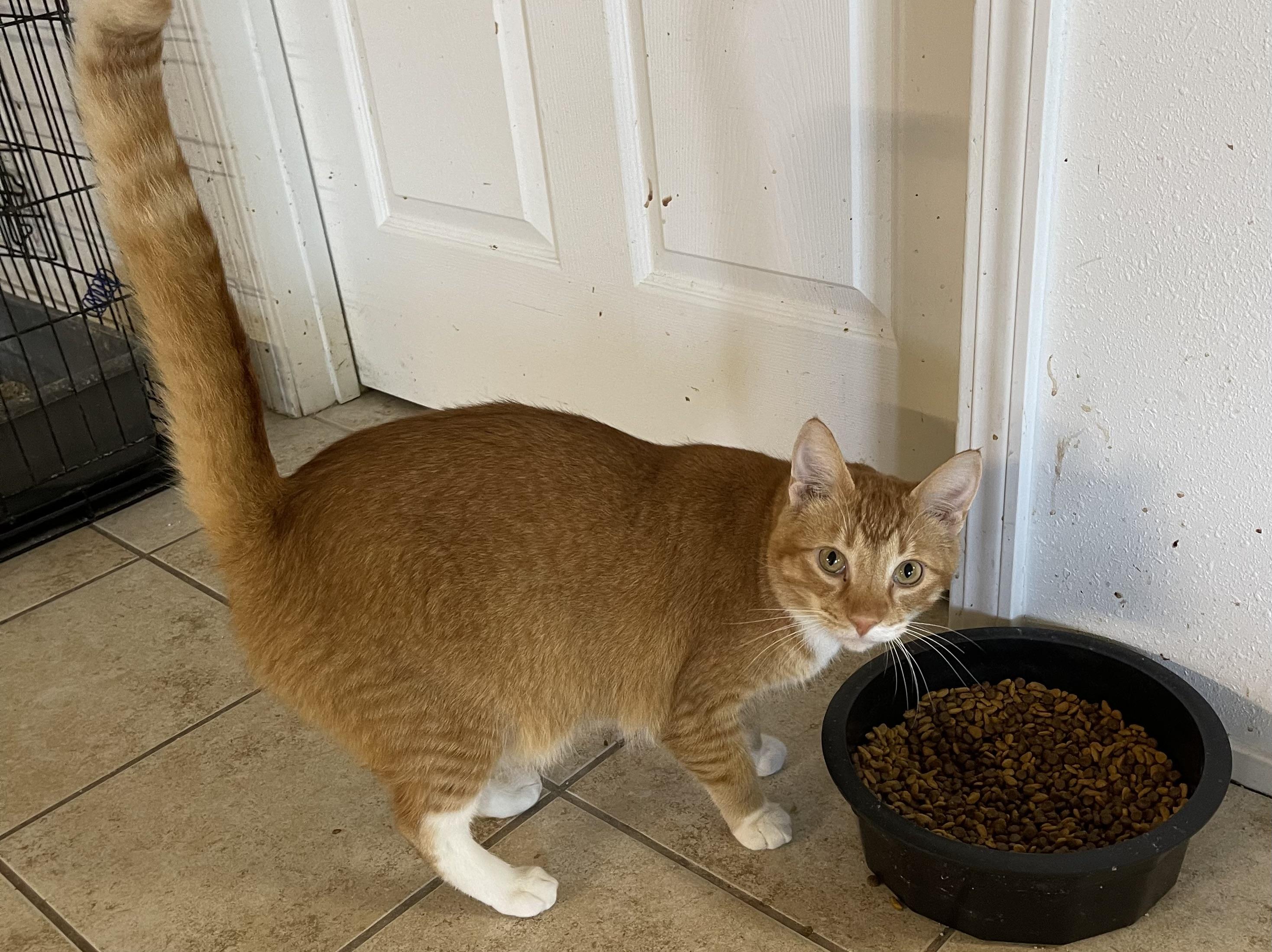 Tulsa, an adoptable American Shorthair in Ronan, MT, 59864 | Photo Image 2