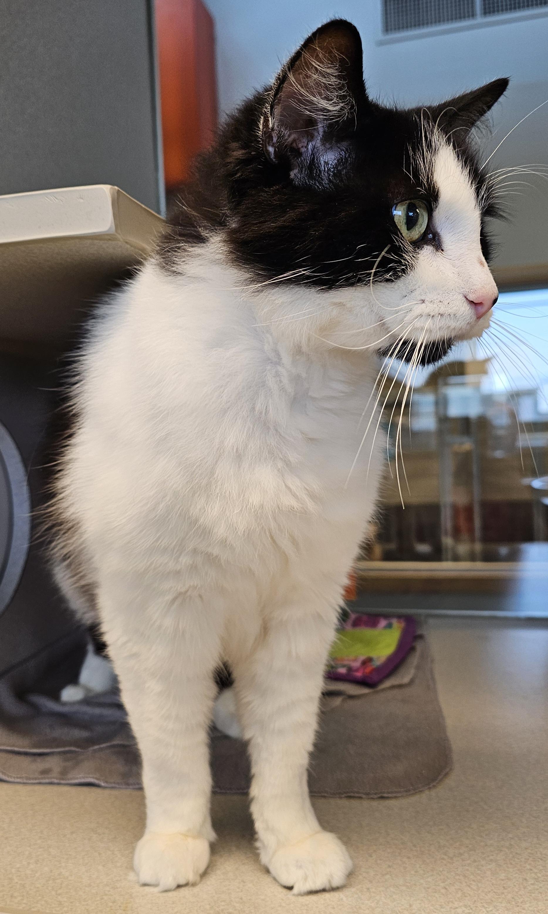 Enlarge Winston, a Adoptable Domestic Medium Hair in Cedar Rapids, IA image 2/5