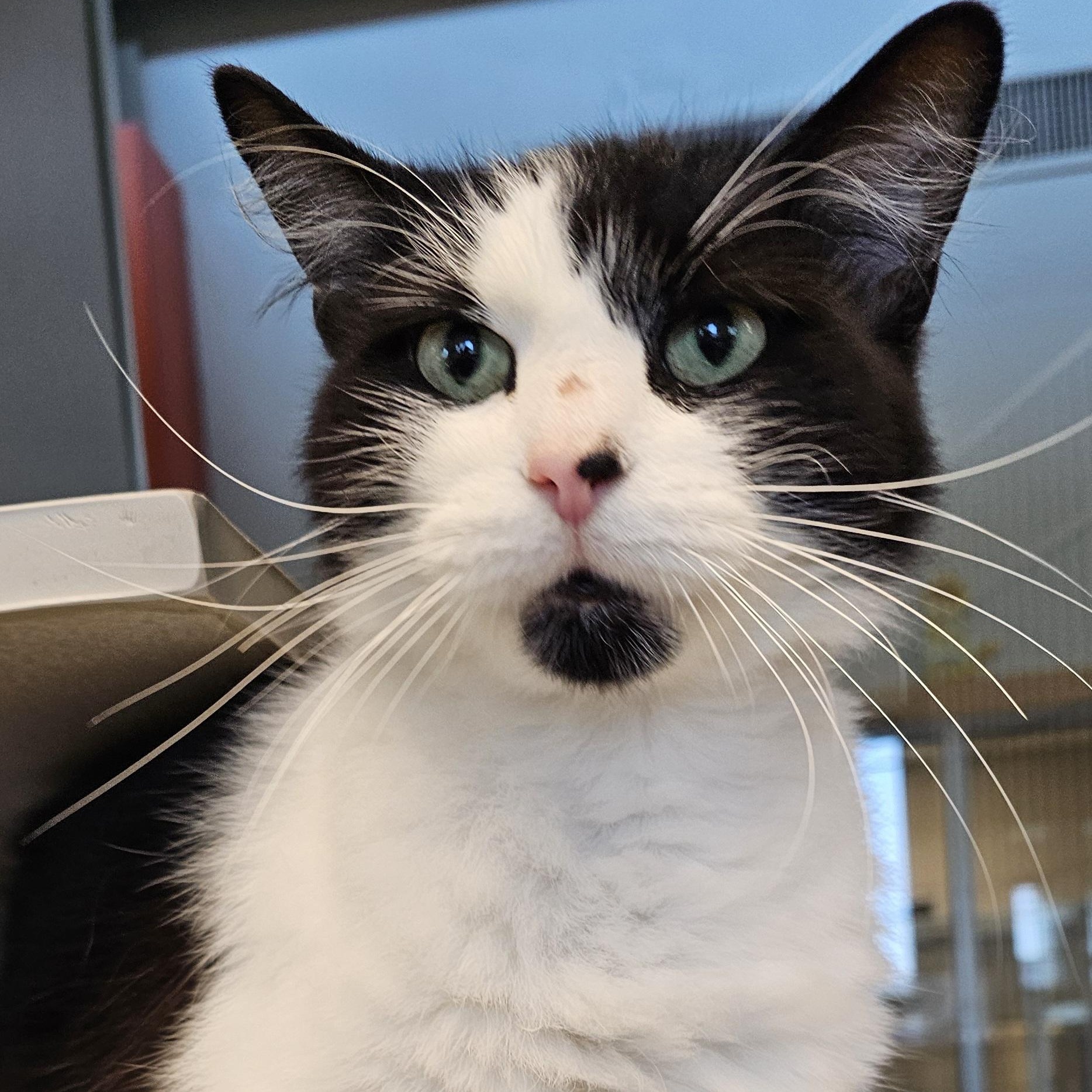 Winston, Adoptable, Adult Male Domestic Medium Hair.