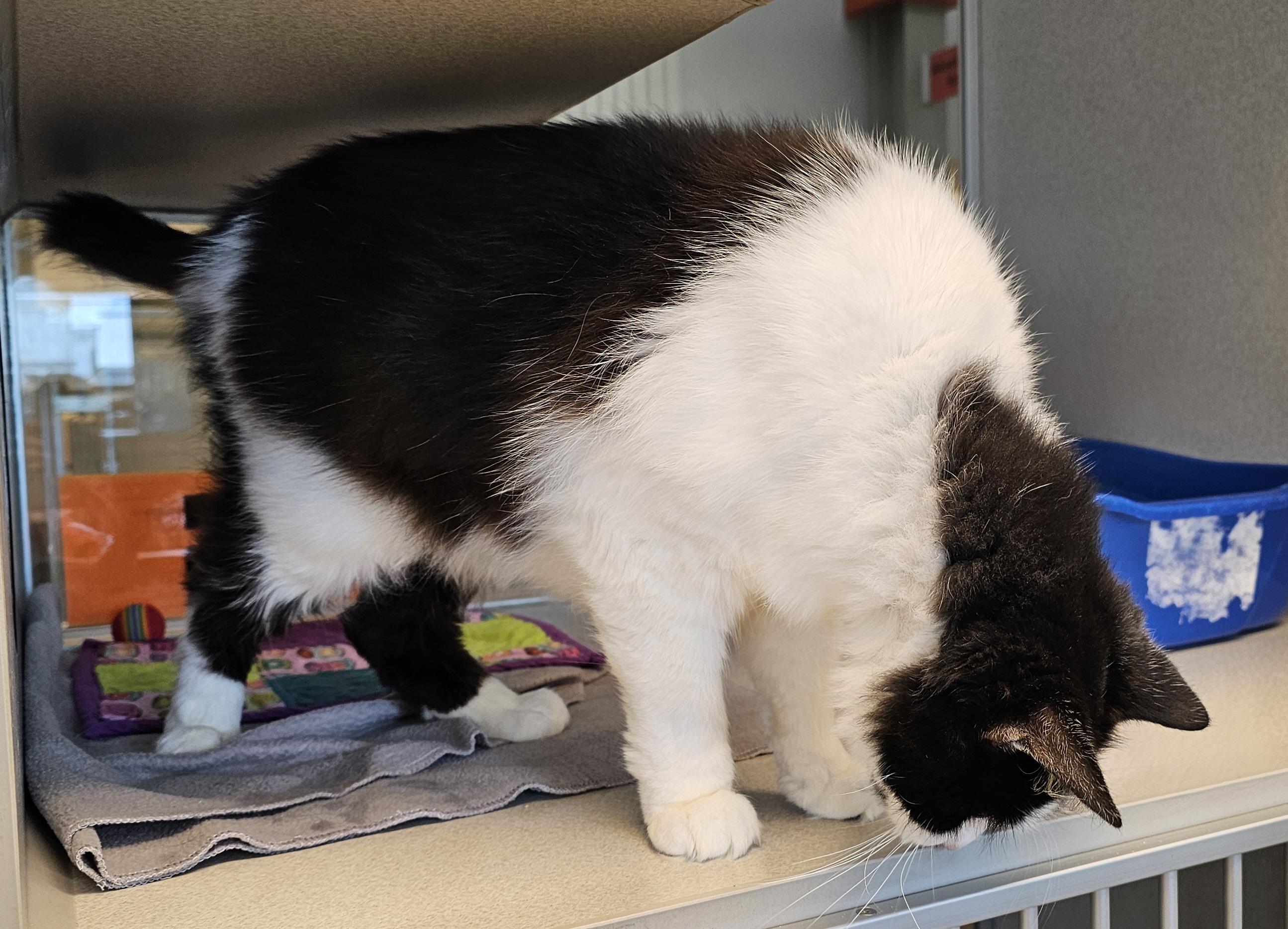 Enlarge Winston, a Adoptable Domestic Medium Hair in Cedar Rapids, IA image 3/5