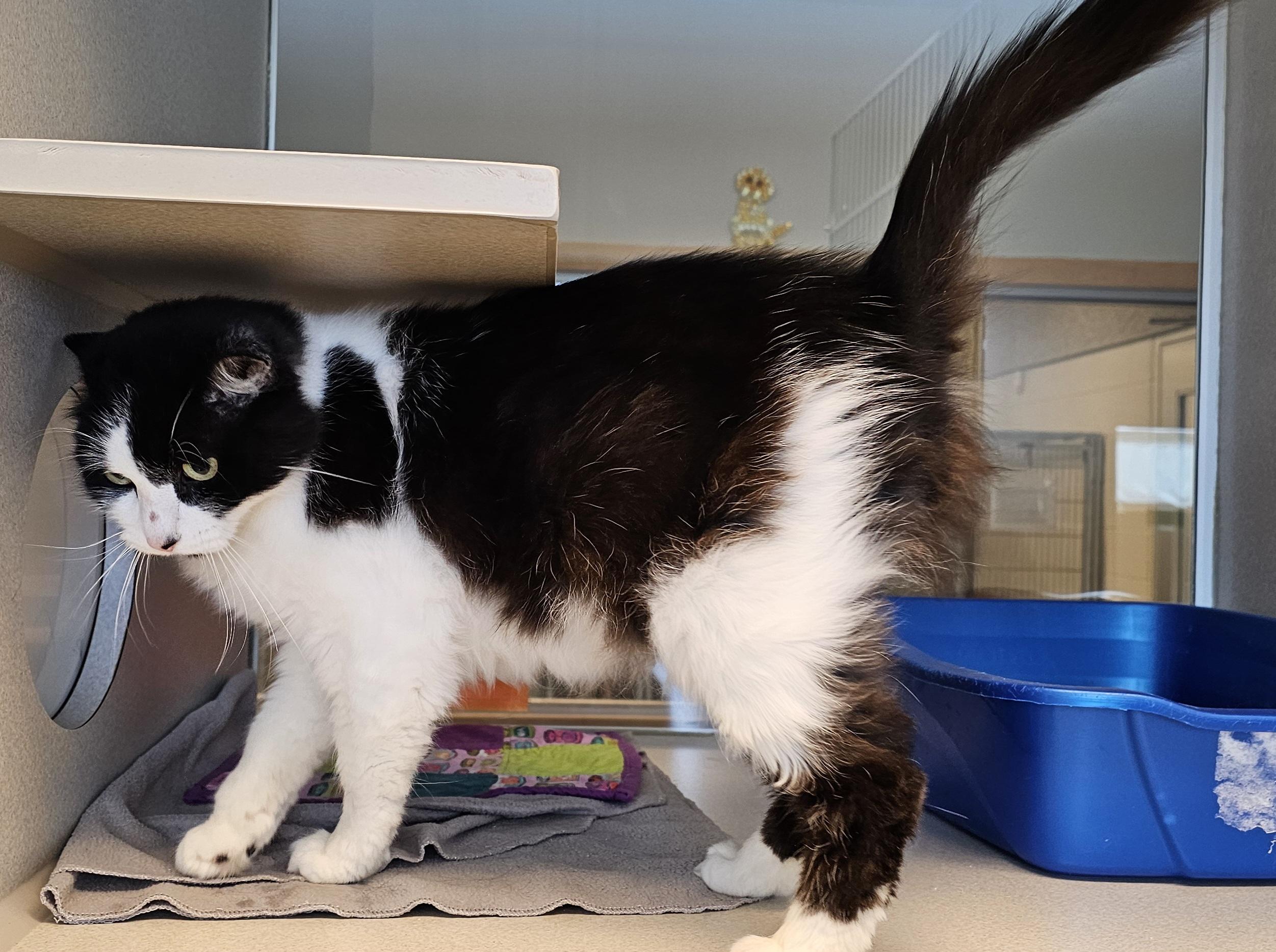 Enlarge Winston, a Adoptable Domestic Medium Hair in Cedar Rapids, IA image 4/5