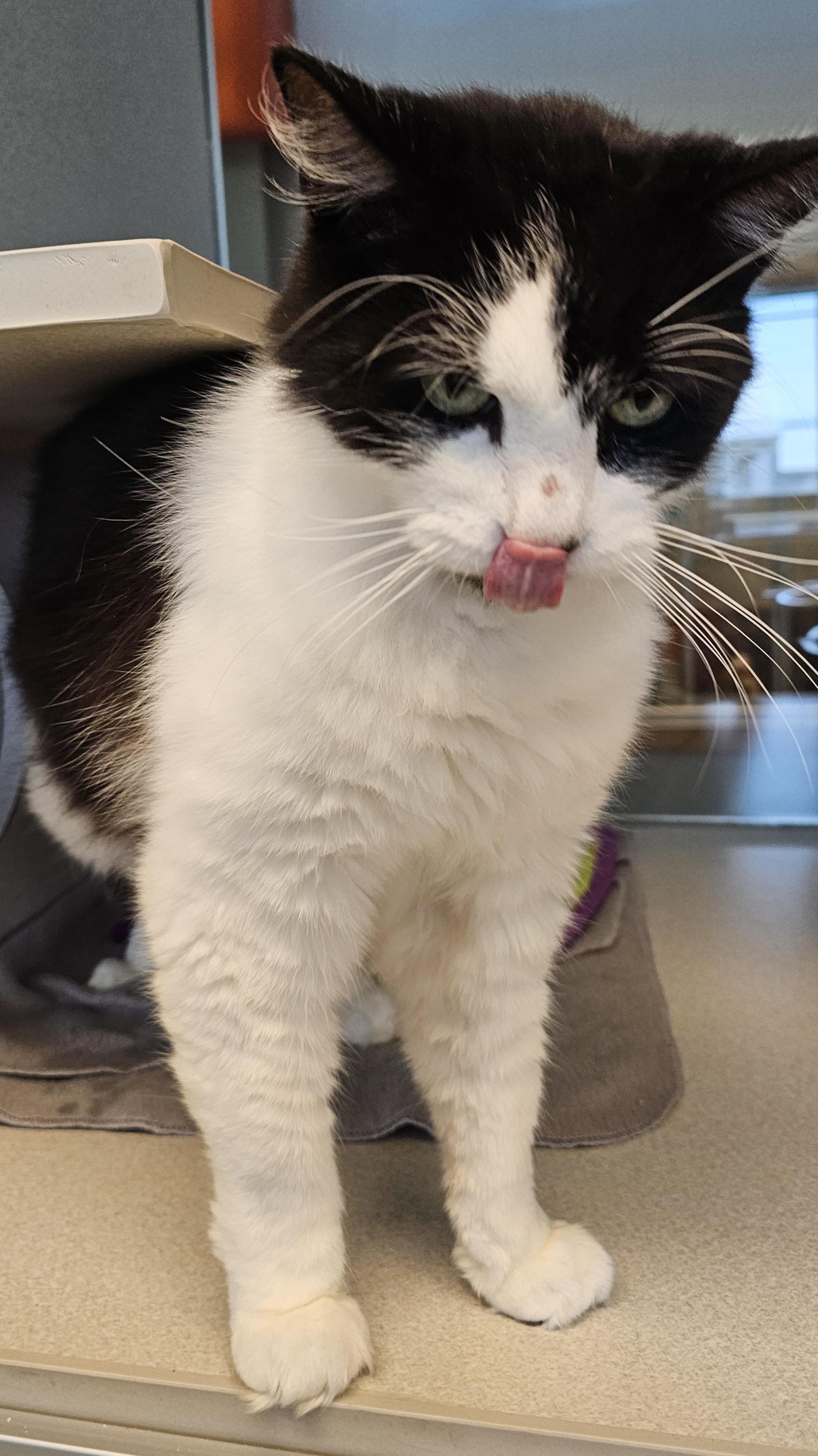 Enlarge Winston, a Adoptable Domestic Medium Hair in Cedar Rapids, IA image 5/5