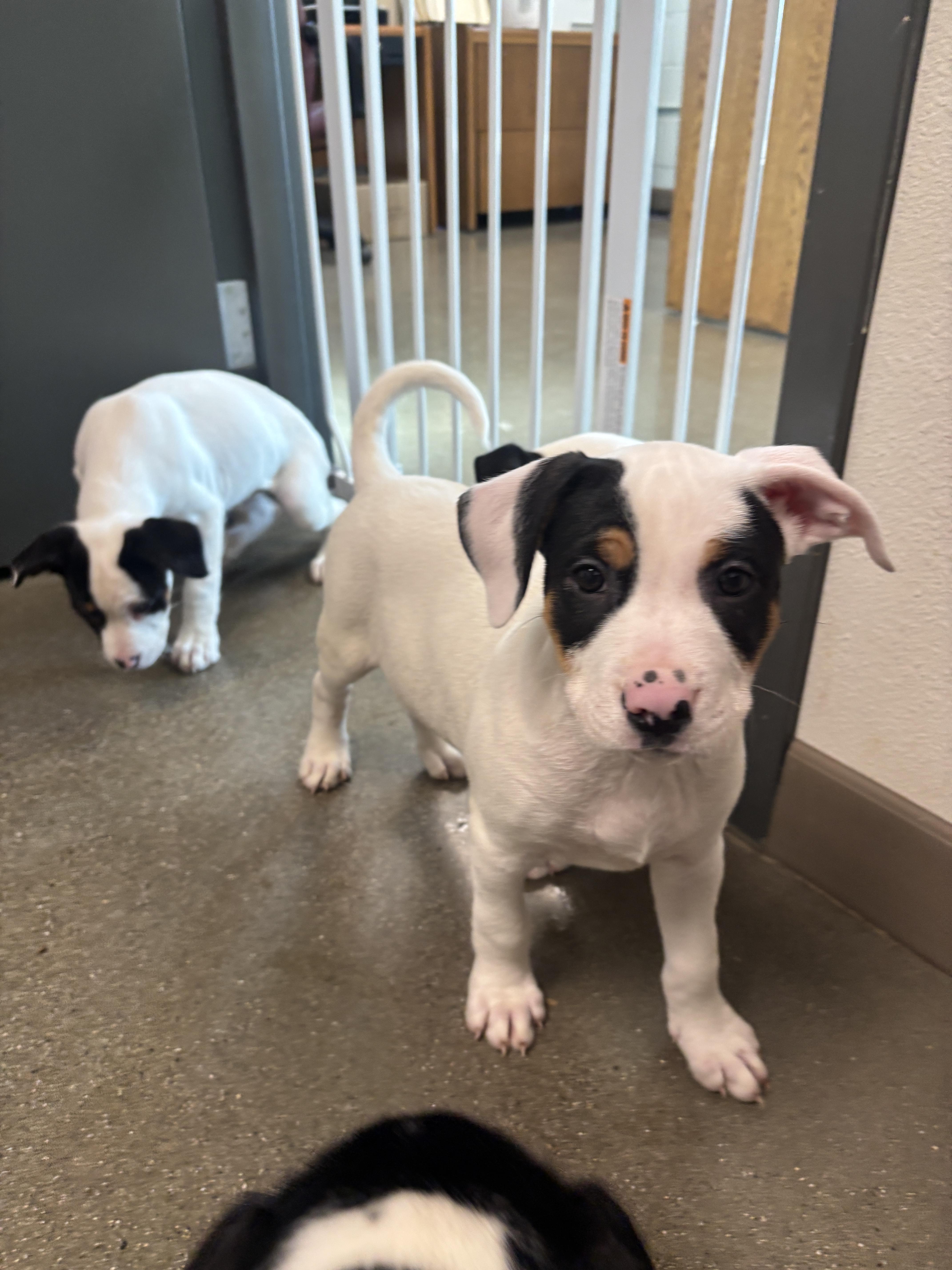 Battu, a Adopted mixed breed in Chico, CA image 2/2