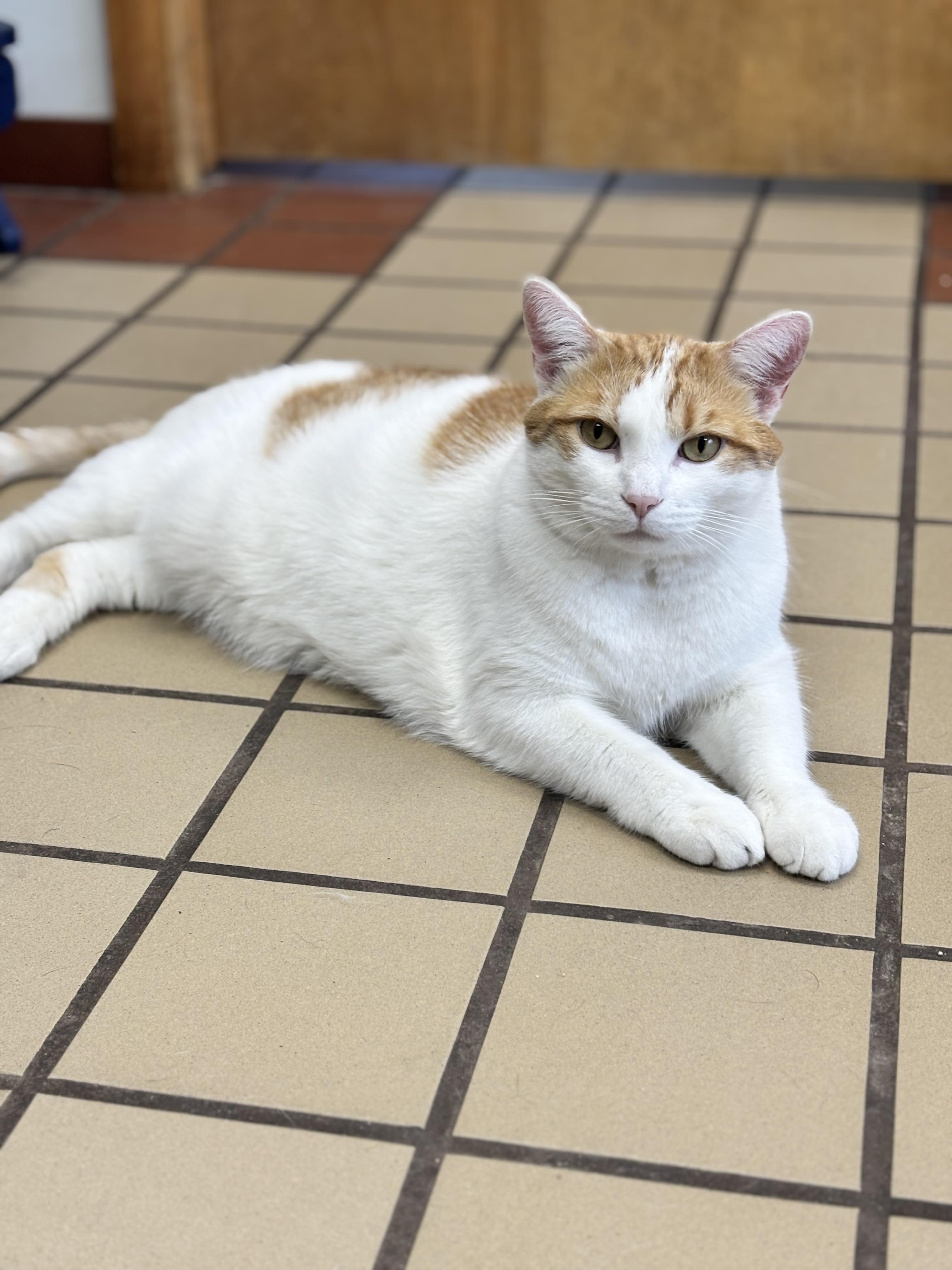 Enlarge Ceaser, a ADOPTABLE Domestic Short Hair in White Cloud, MI image 1/1