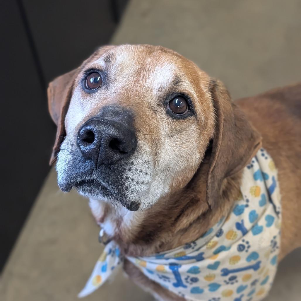 Enlarge Fillmore, a Adoptable mixed breed in Jasper, IN image 1/4