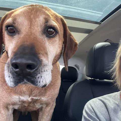 Enlarge Fillmore, a Adoptable mixed breed in Jasper, IN image 2/6