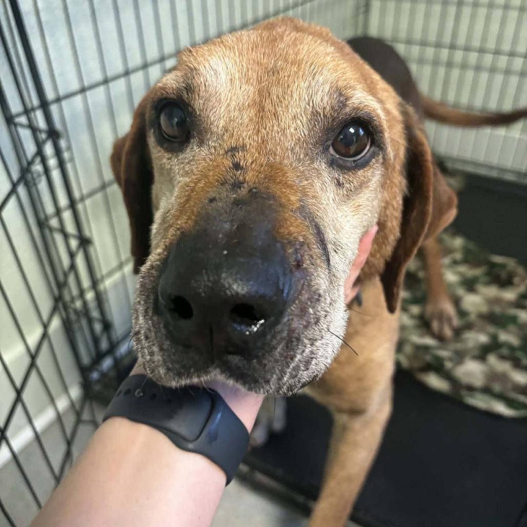 Enlarge Fillmore, a Adoptable mixed breed in Jasper, IN image 2/4