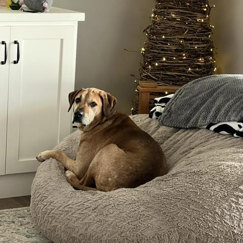 Enlarge Fillmore, a Adoptable mixed breed in Jasper, IN image 4/6