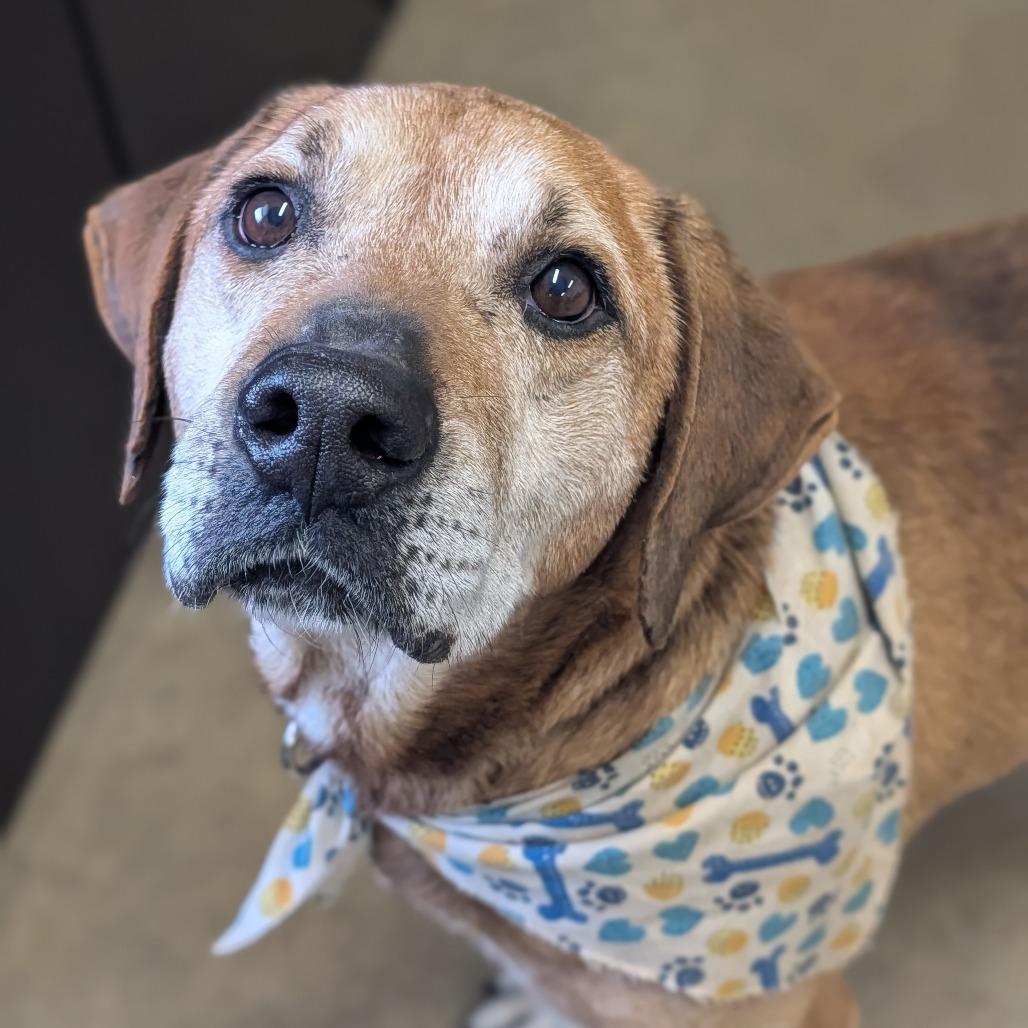 Enlarge Fillmore, a Adoptable mixed breed in Jasper, IN image 3/4