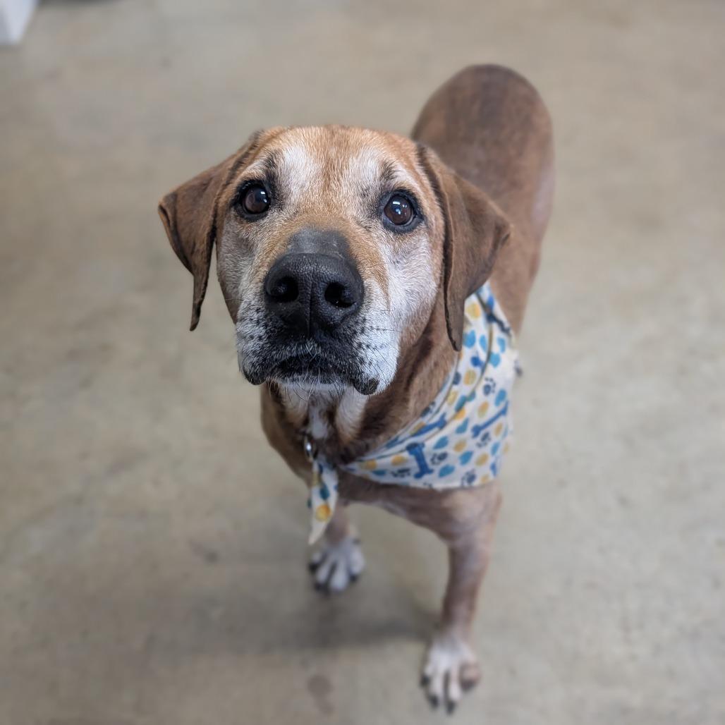 Enlarge Fillmore, a Adoptable mixed breed in Jasper, IN image 4/4