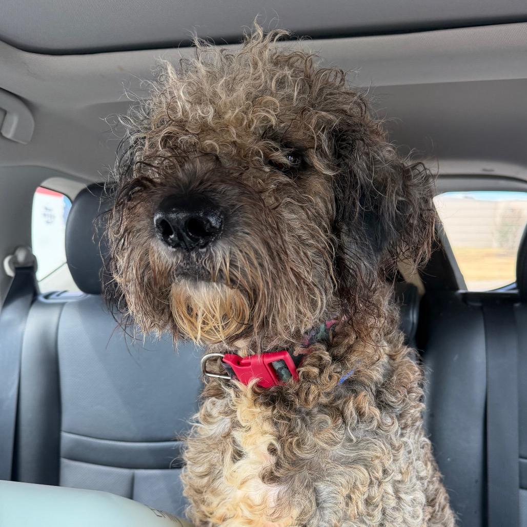Enlarge Henrietta C-34113, a Adoptable mixed breed in Oklahoma City, OK image 4/4