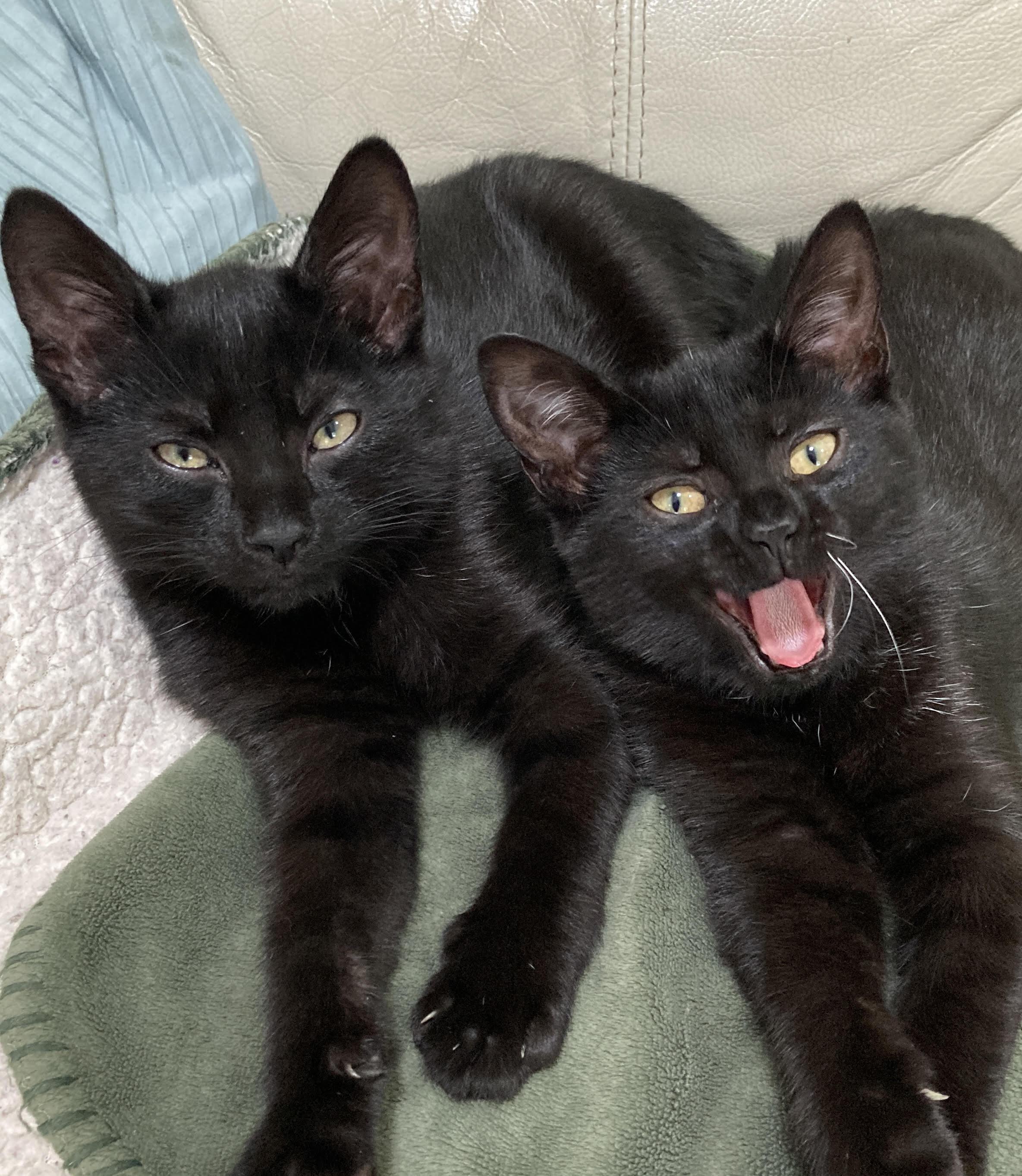 Enlarge Wren, a Adoptable Domestic Short Hair in Chesapeake Beach, MD image 1/2