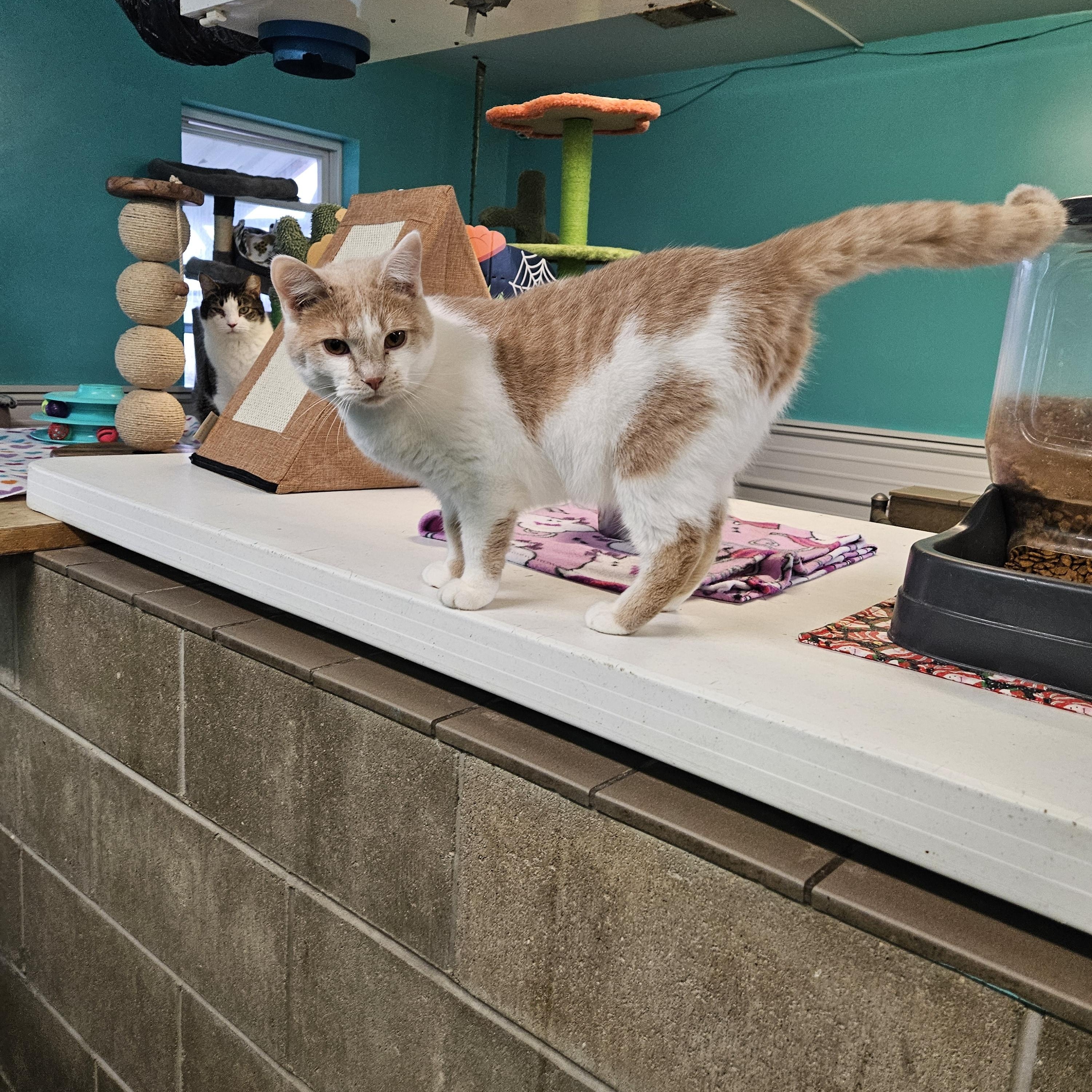 David, ADOPTABLE, Adult Male Domestic Short Hair.