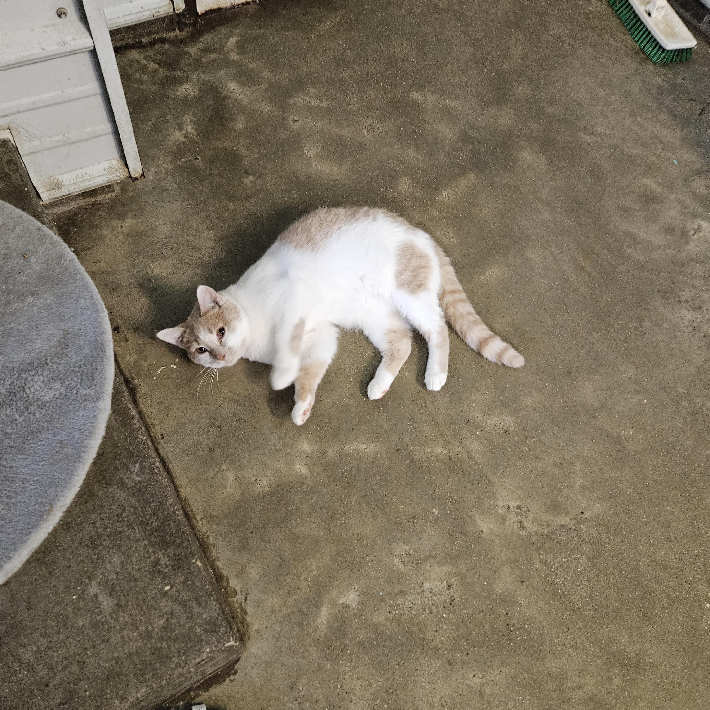 Enlarge David, a ADOPTABLE Domestic Short Hair in Petersburg, IN image 2/2