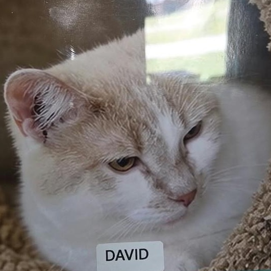Enlarge David, a Adoptable Domestic Short Hair in Petersburg, IN image 3/3