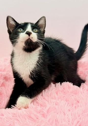 Enlarge Slushie, an adopted Tuxedo in Covington, LA image 5/6
