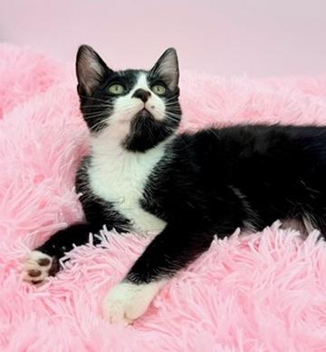 Enlarge Slushie, an adopted Tuxedo in Covington, LA image 3/6