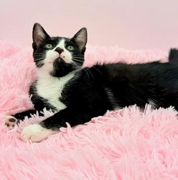 Enlarge Slushie, an adopted Tuxedo in Covington, LA image 4/6