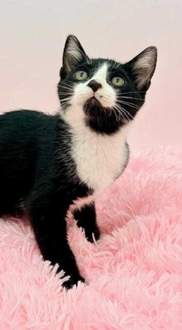 Enlarge Slushie, an adopted Tuxedo in Covington, LA image 6/6