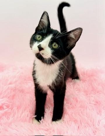 Enlarge Slushie, an adopted Tuxedo in Covington, LA image 1/6