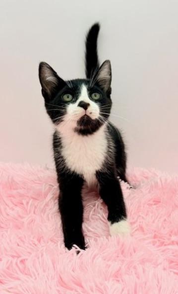 Enlarge Slushie, an adopted Tuxedo in Covington, LA image 2/6