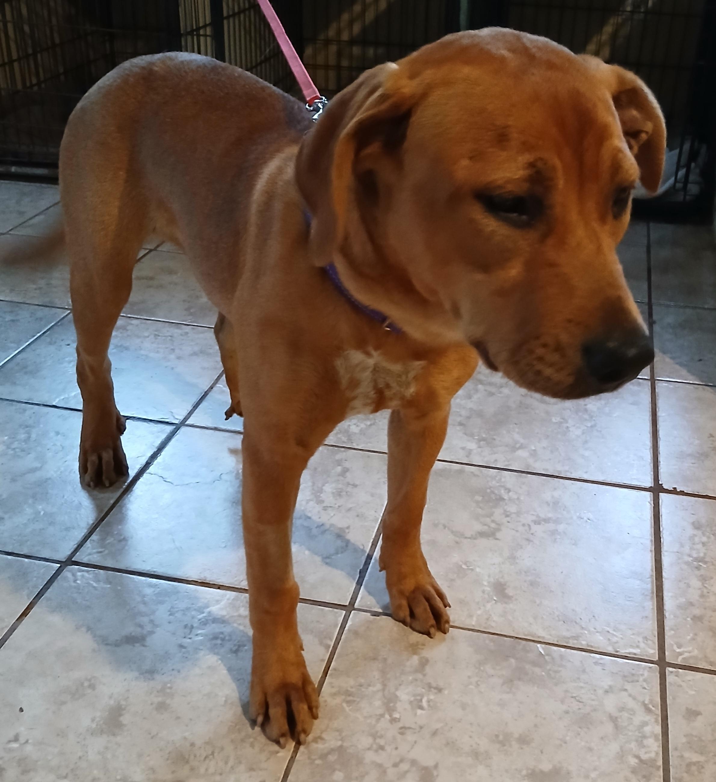Enlarge Sandy (GREAT Puppy), a Adoptable mixed breed in Newfoundland, PA image 3/3