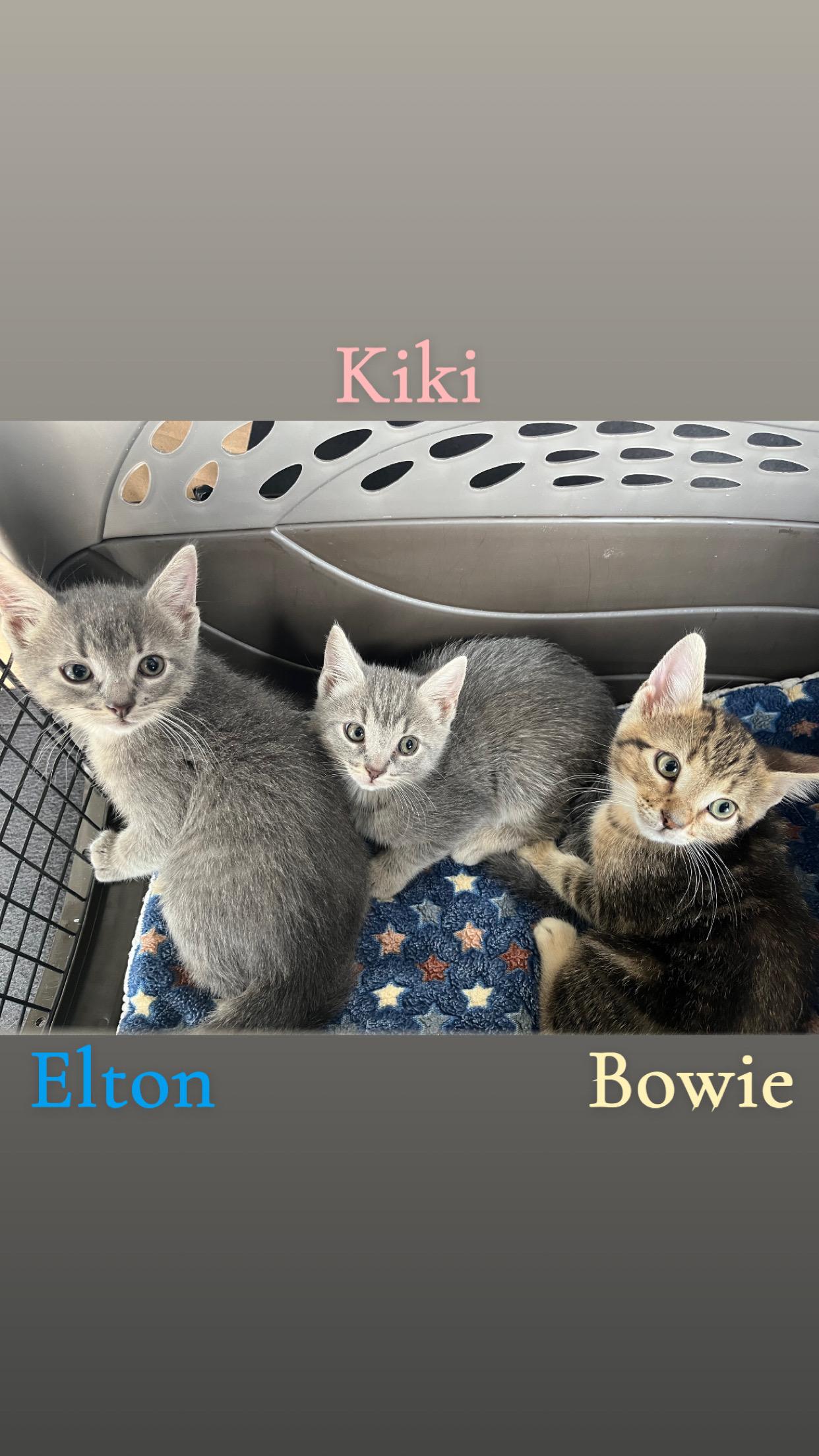 Adoption event - Pet Valu Oakwoods - August 16, 12pm-2pm, an adopted Tabby in Mississauga, ON image 2/6