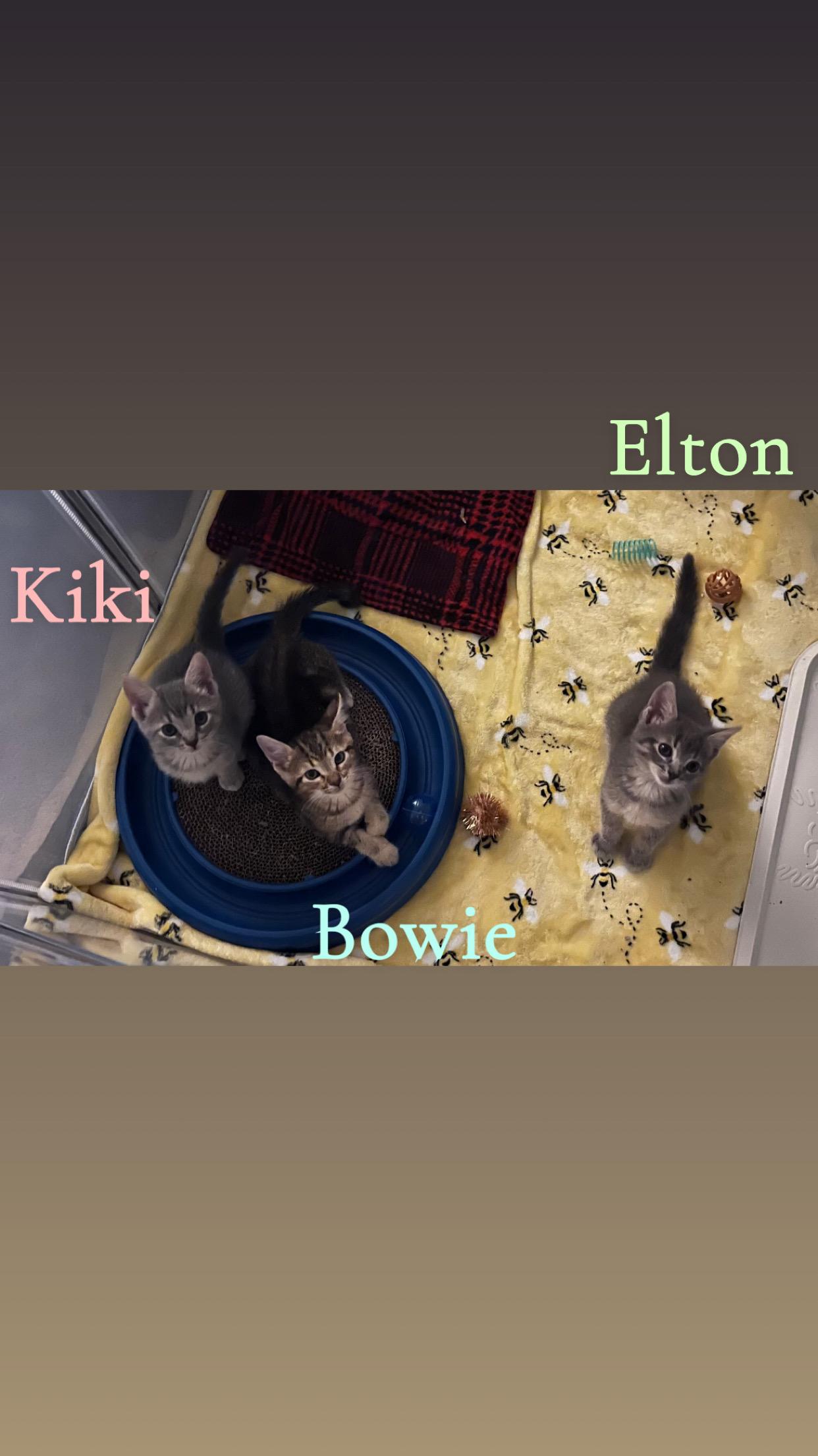 Adoption event - Pet Valu Oakwoods - August 16, 12pm-2pm, an adopted Tabby in Mississauga, ON image 6/6